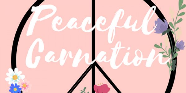 Peaceful Carnation 